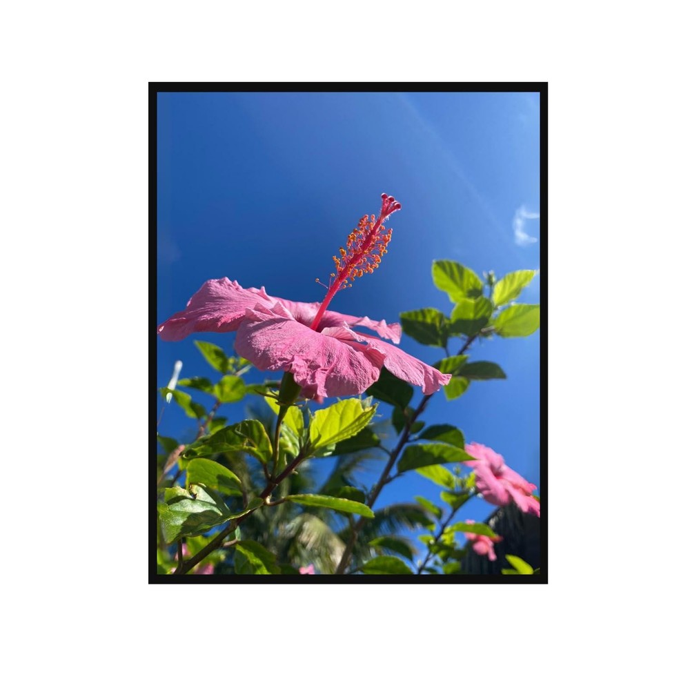 Hibiscus Botanical Poster – Vibrant Floral Wall Art for Home Decor Unframed