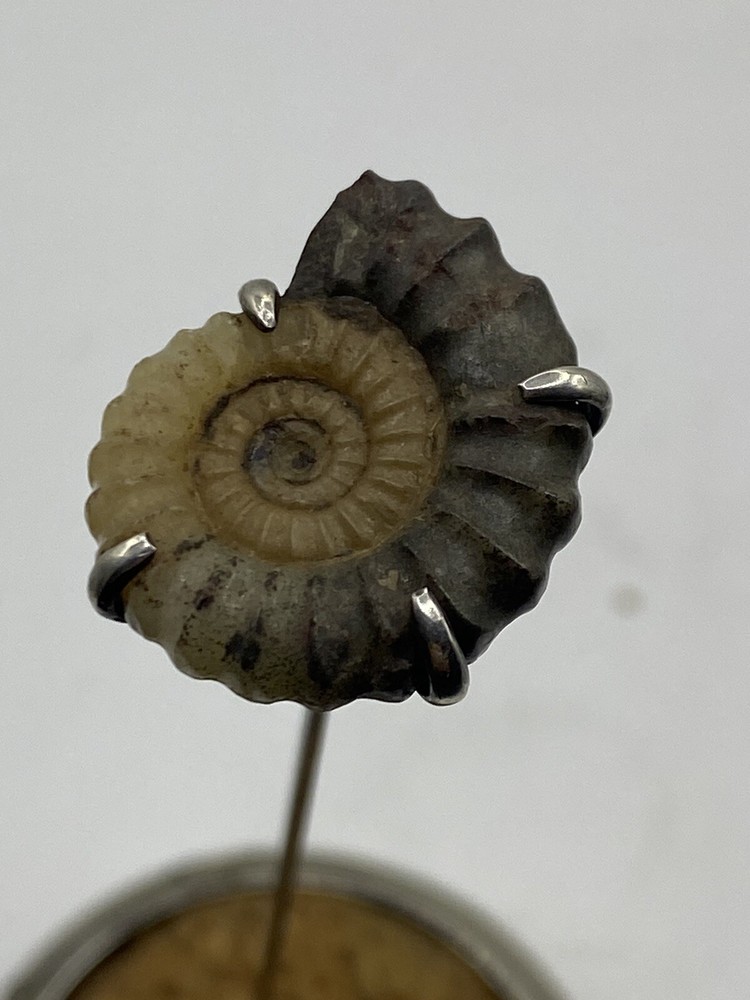 AMMONITE ANTIQUE/VINTAGE  HAT PIN (501)