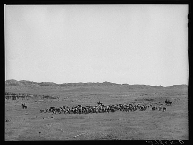 Custer County Montana William Tonn Ranch 1939 Roundup Cattle Drive Ranch Hands