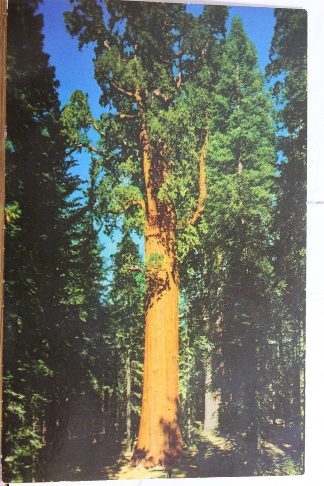 California CA Sequoia National Park General Sherman Tree Giant Forest Postcard