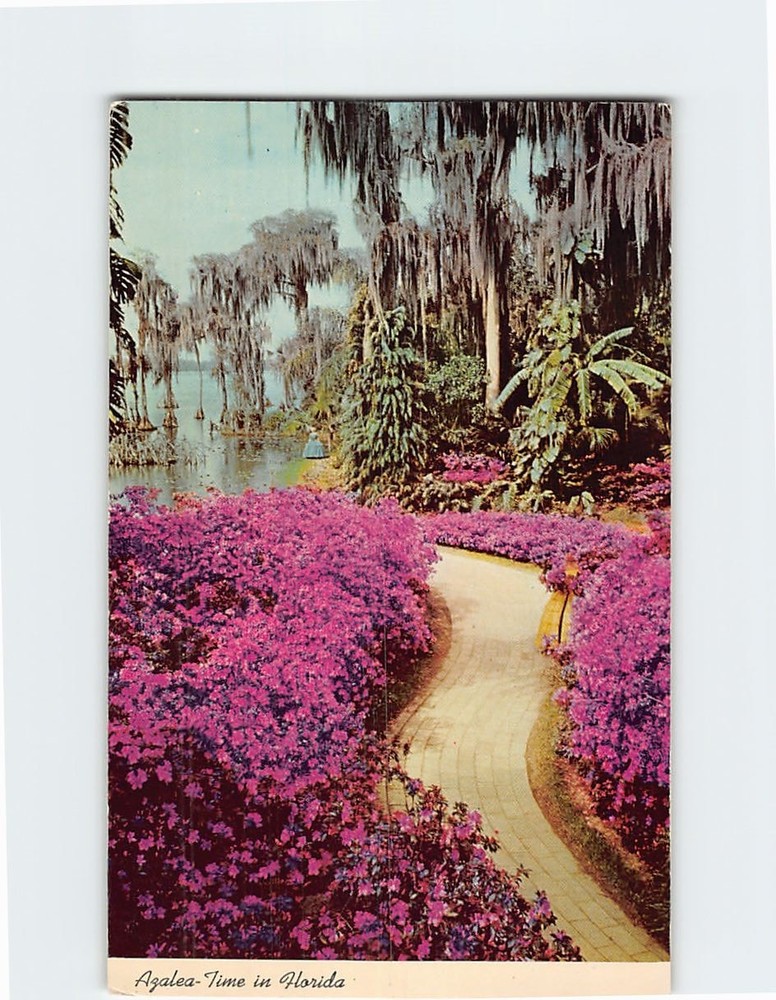 Postcard Azalea Lane Cypress Gardens Florida USA North America