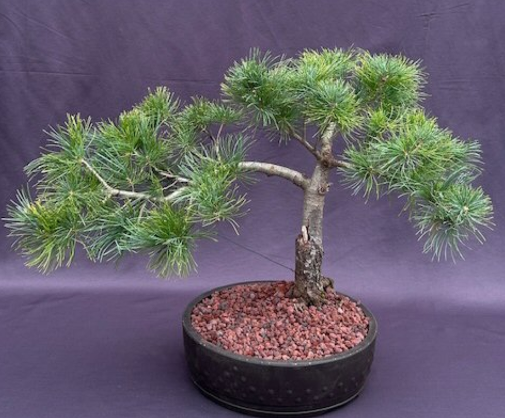 Mugo Pine Bonsai Tree Live Pinus Valley Cushion Outdoor Evergreen Plant 22