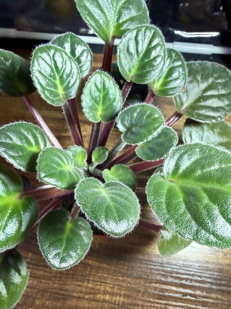 Purple African Violet