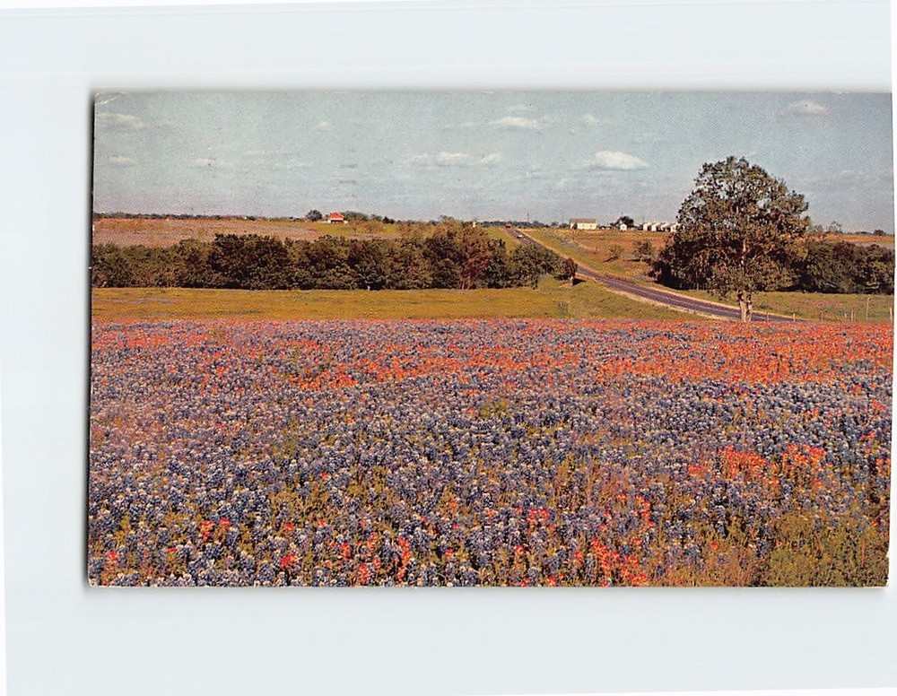 Postcard Indian Blanket & Bluebonnets State Flower of Texas USA