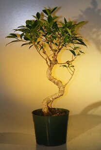 Ficus Retusa Bonsai Live Tree Pre Bonsai Curved Trunk Large