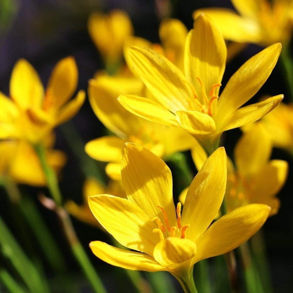 Pretty Imported  Rain lily Yellow Flower Bulbs Pack of 10+ Bulbs