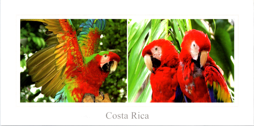 Vintage Postcard Scarlet Macaws Costa Rica Tropical Birds