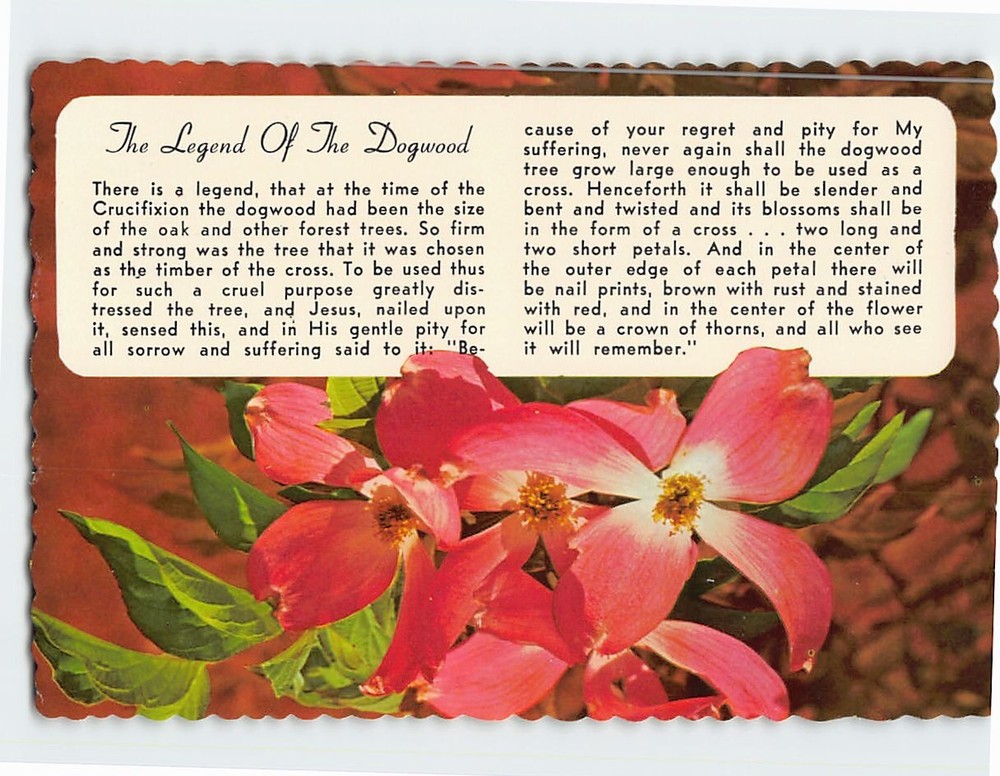 Postcard The Legend of the Dogwood