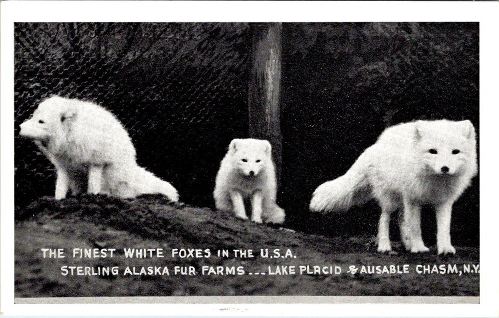 White Foxes, Sterling Alaska Fur Farms, LAKE PLACID, New York Postcard