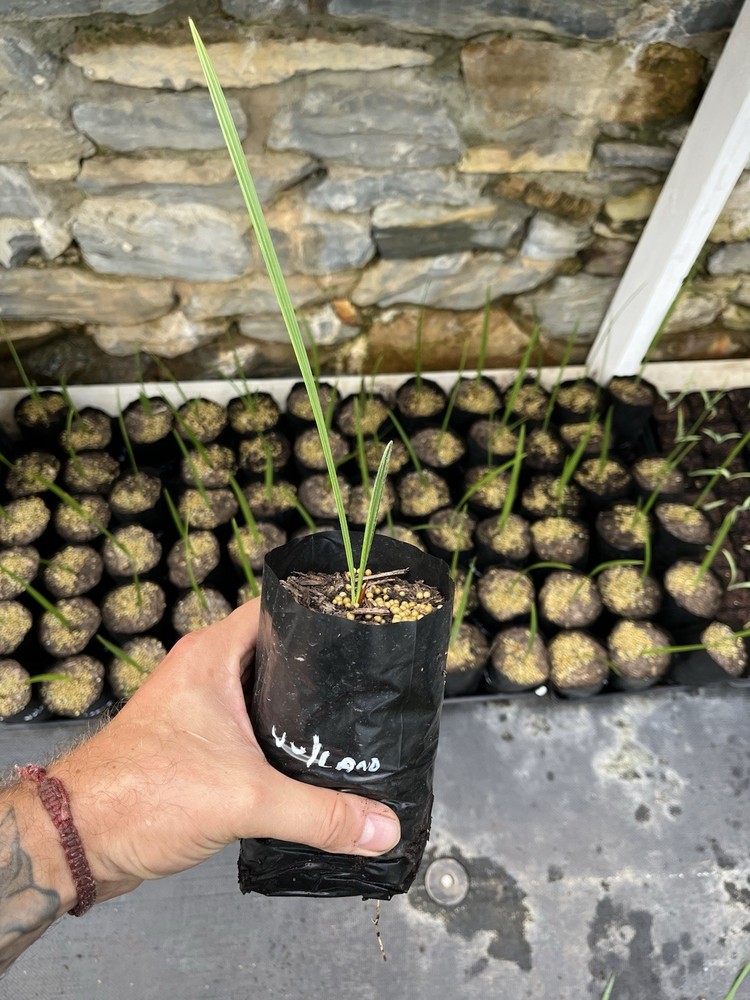 Med Fan Palm Vulcano Starter Plant