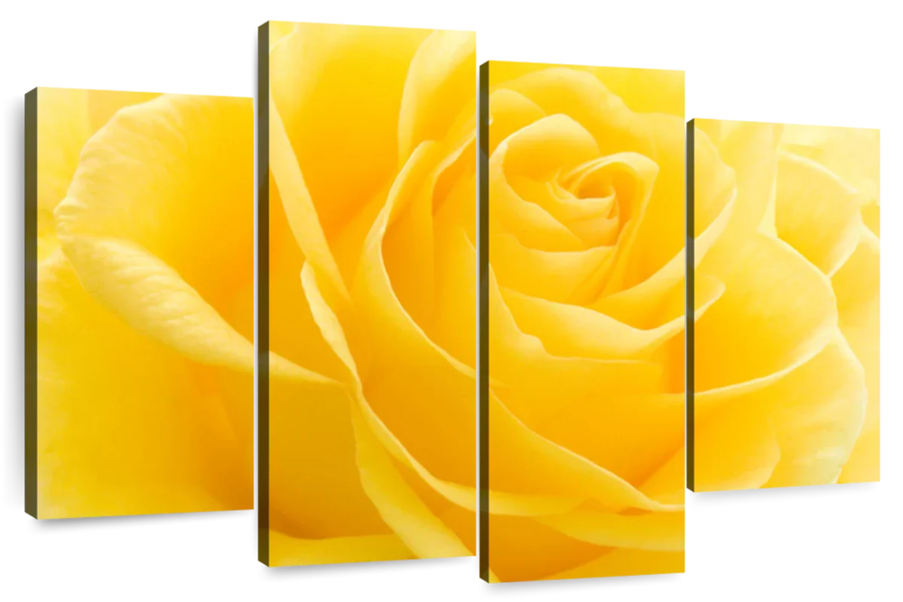 Yellow Rose Petals Wall Art