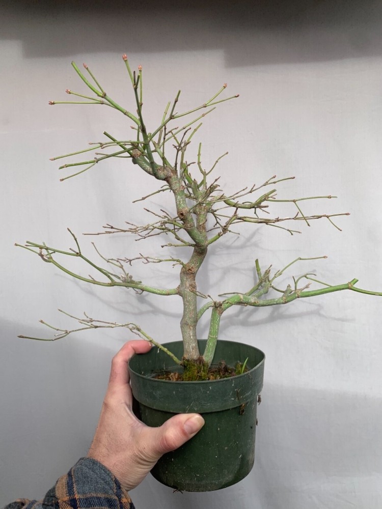 Japanese maple Acer palmatum bonsai tree for sale-image