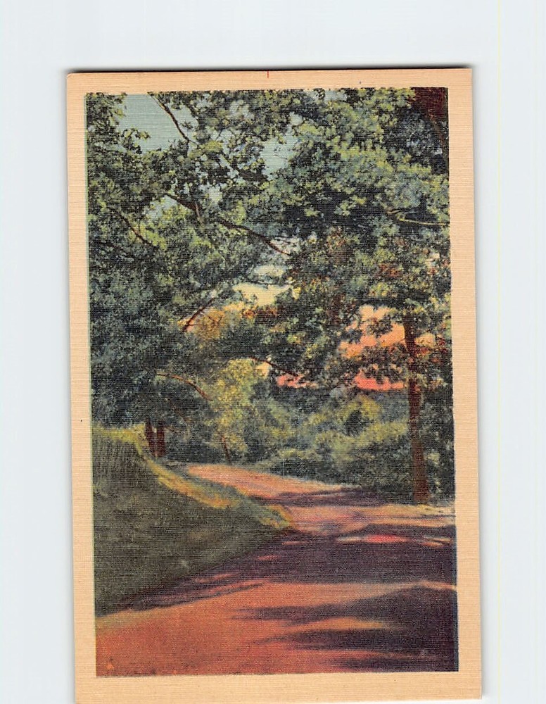 Postcard Road Trees Nature Landscape Scenery