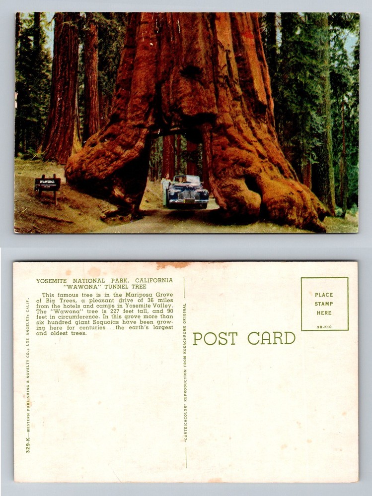 Yosemite California Wawona Tunnel Tree Mariposa Grove Vintage Postcard