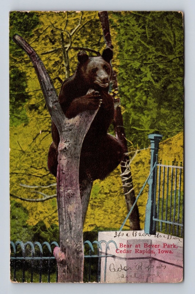 Cedar Rapids IA-Iowa, Bear In A Tree At Bever Park, Vintage c1912 Postcard