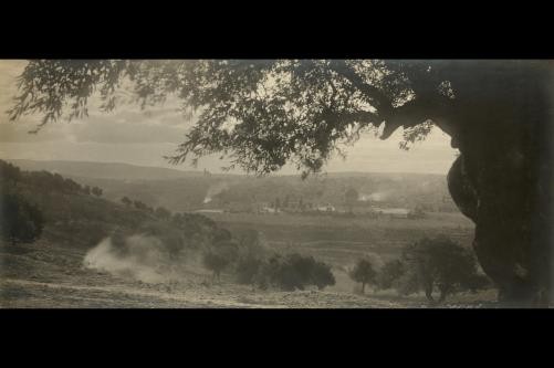 Photo:Mt of Olives,trees,American Colony,Jerusalem,c1900