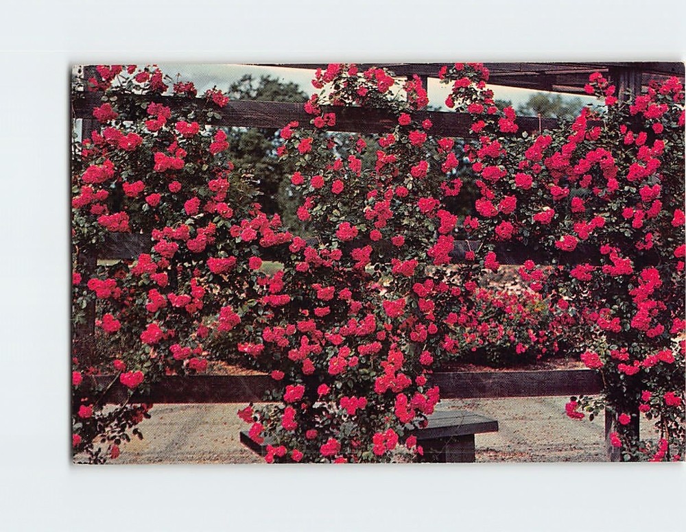 Postcard Rose Garden Park of Roses Columbus Ohio USA