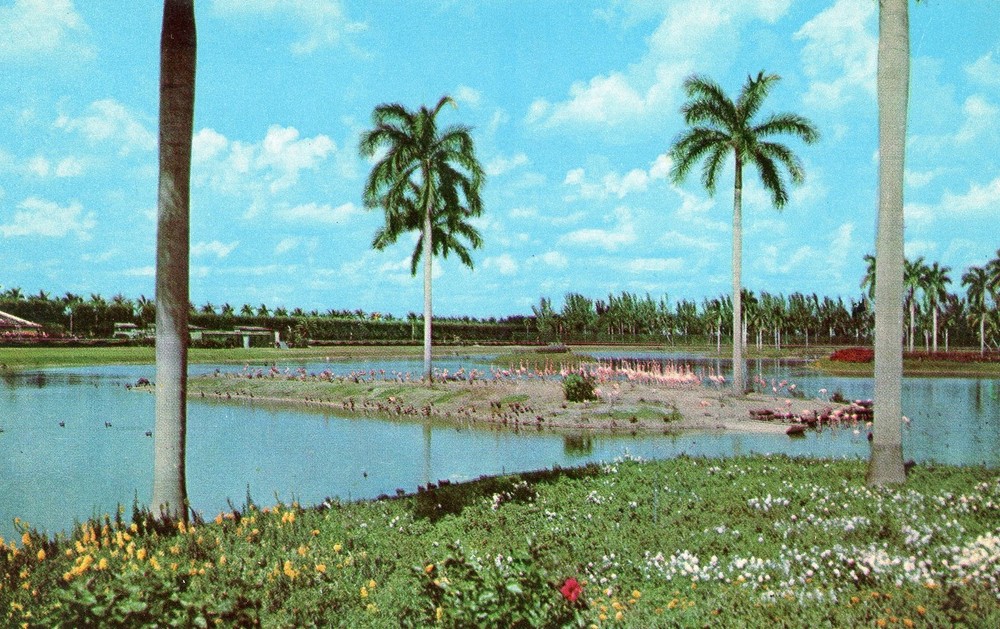 Flamingo Island, Infield Lake, Hialeah Racecourse, Miami, Florida --POSTCARD
