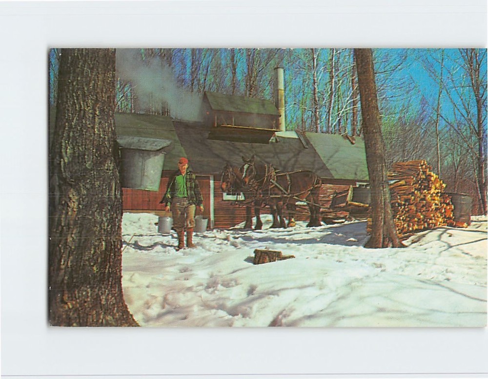 Postcard Maple Sugar Time in Vermont USA