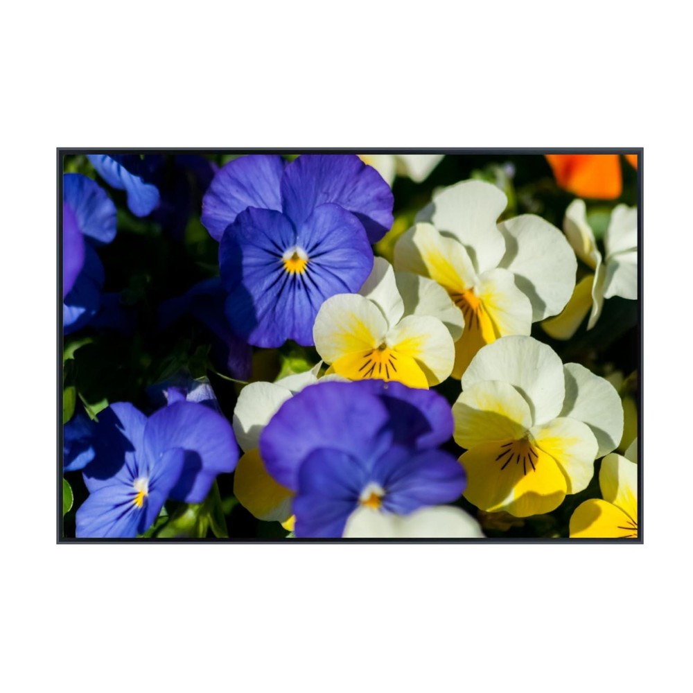 Pansy Flower Wall Art Poster – Botanical Floral Print, Vibrant Nature Home Decor