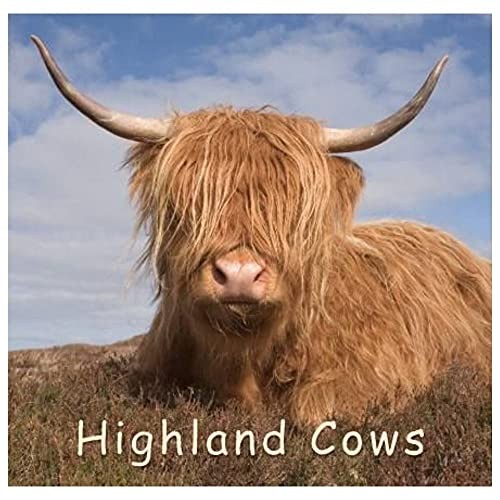 Highland Cow (Gift Book) by John Paperback Book The Fast Free ShippingFREE US DELIVERY | ISBN: 1841074012 | Quality Books