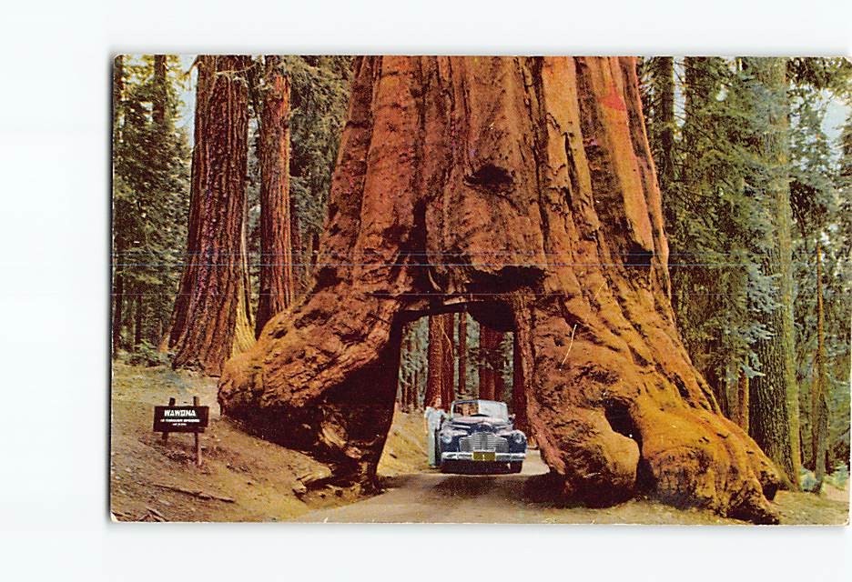 Postcard Wawona Tunnel Tree Yosemite National Park California USA