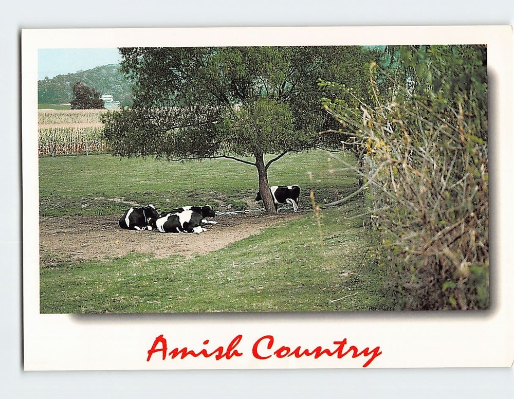 Postcard Dairy farming Amish Country Pennsylvania USA