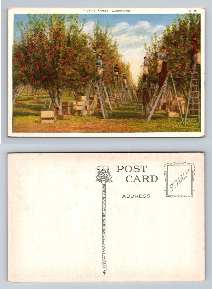 Washington, WA-Washington, Picking Apples in Orchard Workers Vintage Postcard