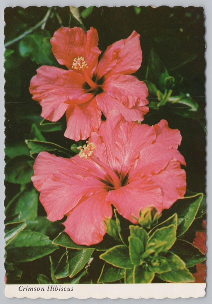 Flowers~Crimson Hibiscus Close Up Photo~Found In Bermuda~Continental Postcard