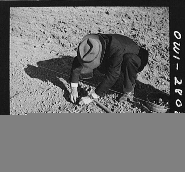 Washington DC 1940s Victory Gardening Northwest Section Planting Seedling