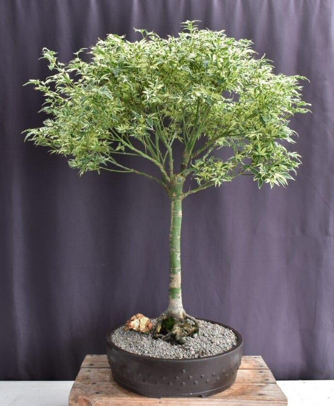 Japanese Maple Bonsai Tree Live Acer Palmatum Butterfly Outdoor Plant 29