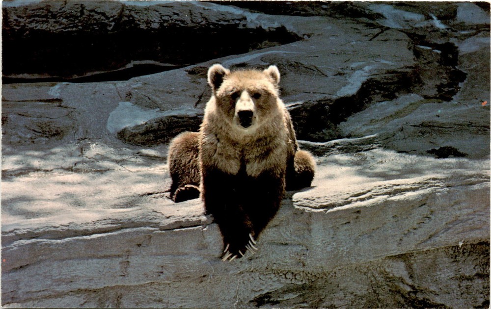 CINCINNATI ZOO, 3400 Vine St., Cincinnati, Ohio, F Postcard