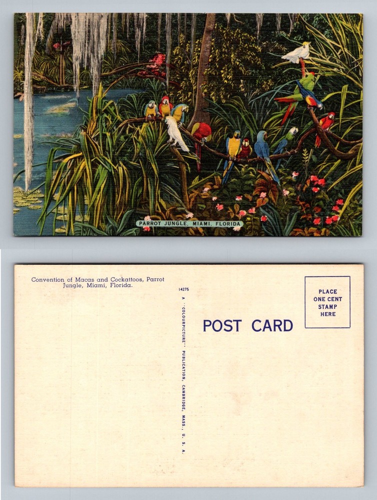 Miami, FL-Florida, Parrot Jungle Macaws Cockatoos Tropical Vintage Postcard