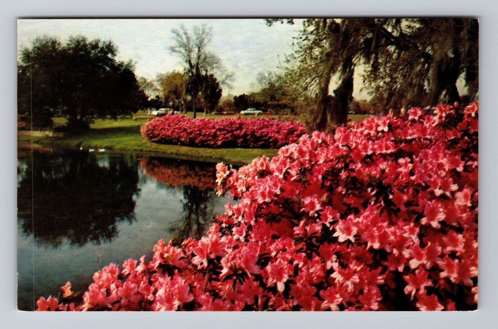 Florida FL Clearwater Azaleas In Bloom Sylvan Abbey Vintage Postcard
