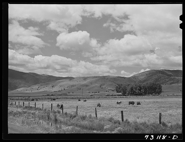 Photo:Siskiyou County California 1942 Cattle Grazing Mountain Pastures
