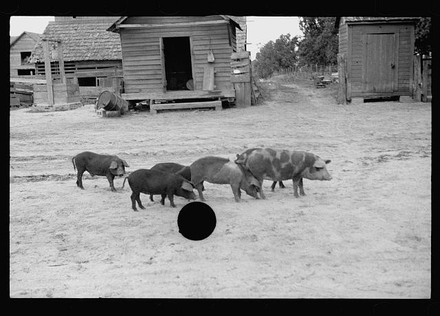 Irwin County,Georgia,GA,Arthur Rothstein,August 1935,FSA,Resettlement Admin,1