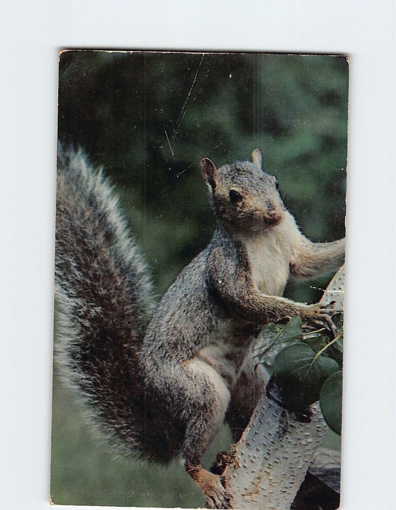 Postcard Gray Squirrel Greetings from Iowa The Tall Corn State USA North America