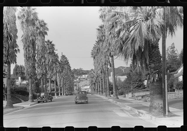 Photo:Palm Tree Street Los Angeles California 1930s Cars Roadview