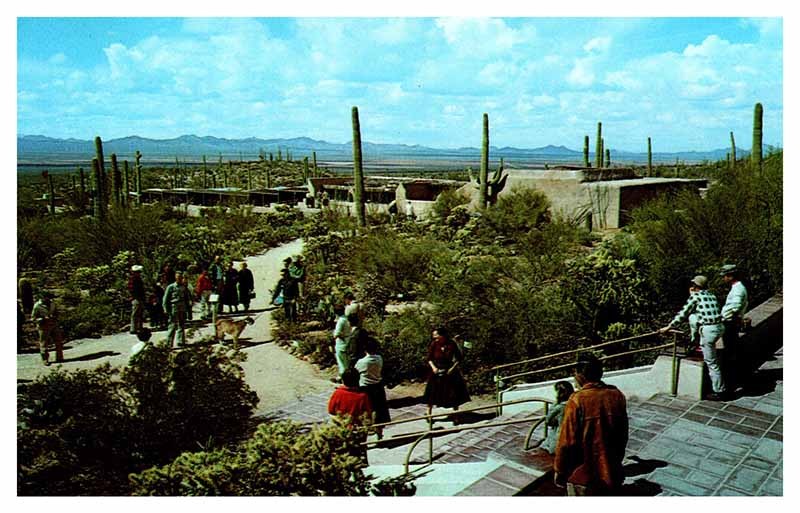 Postcard MUSEUM SCENE Tucson Arizona AZ m/09 AS2775