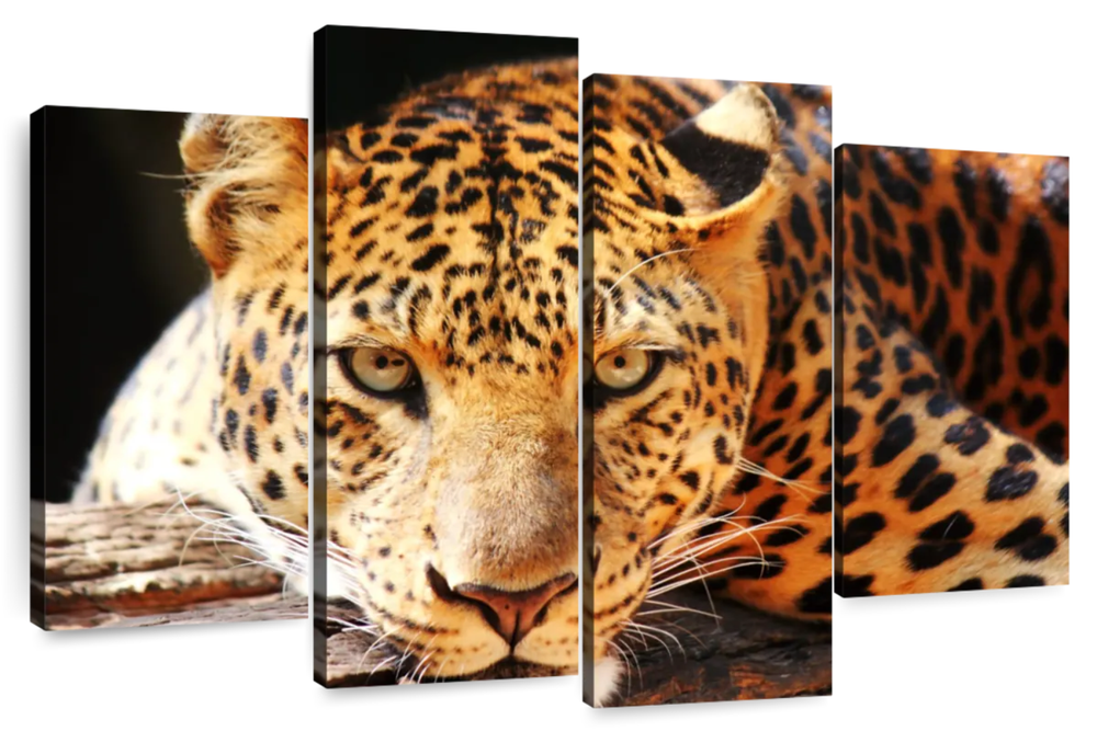 Leopard Gaze Wall Art