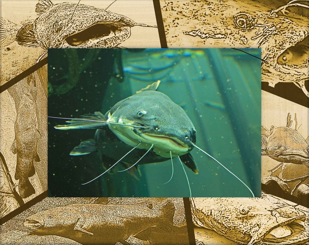 Flat Head Catfish Laser Engraved Wood Picture Frame (4 x 6)