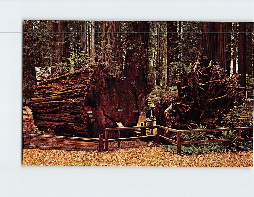 Postcard In Richardson Grove State Park Along the Redwood Highway California USA
