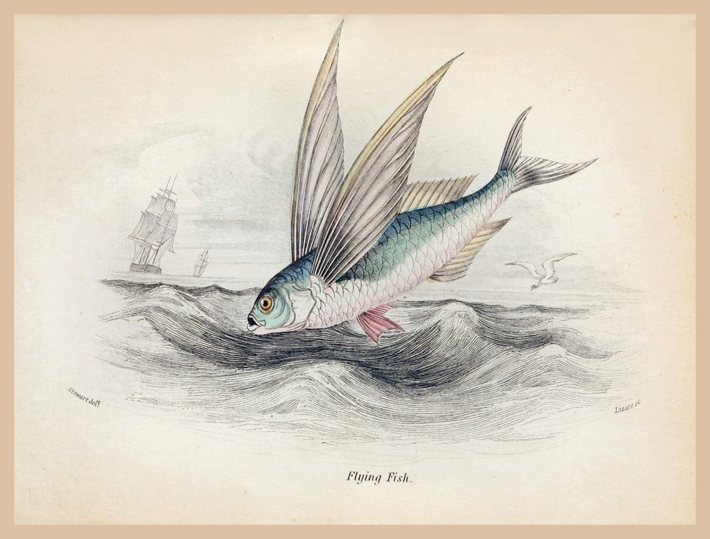 8648.Decoration Poster.Home Room wall art design.Fishing.Flying fish ilustration