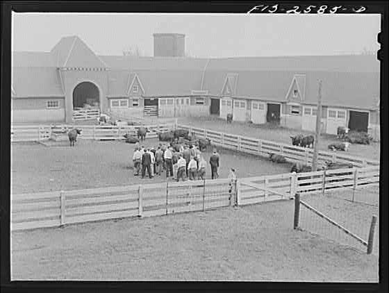 Ames Iowa Iowa State College 1900s Animal Husbandry Class Barn Cattle
