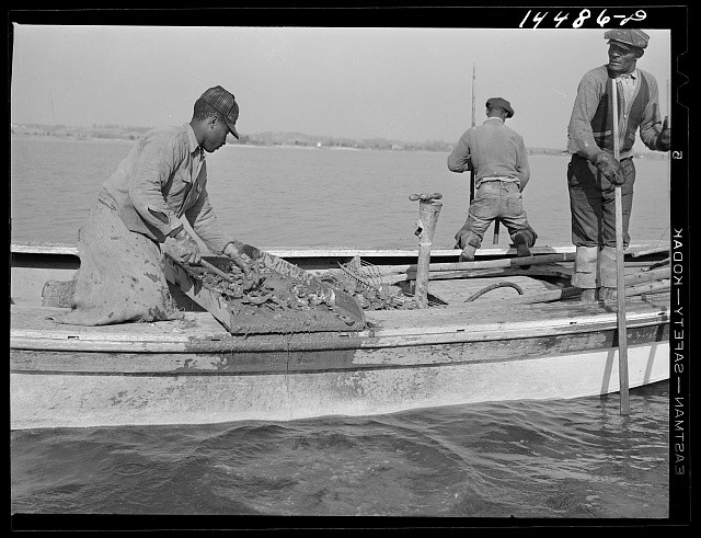 Photo:Wicomico River Maryland Oyster Tongers 1941 Boat Workmen Maryland