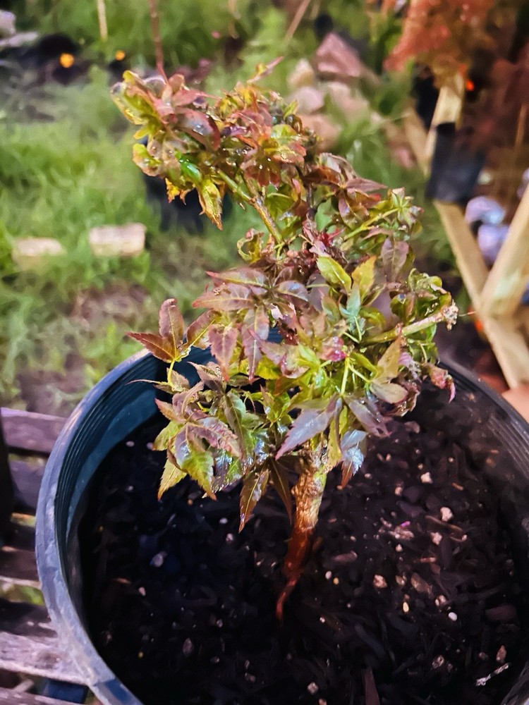 Pre-Bonsai Kurenai Jishi Japanese Maple Starter Tree for Gardeners