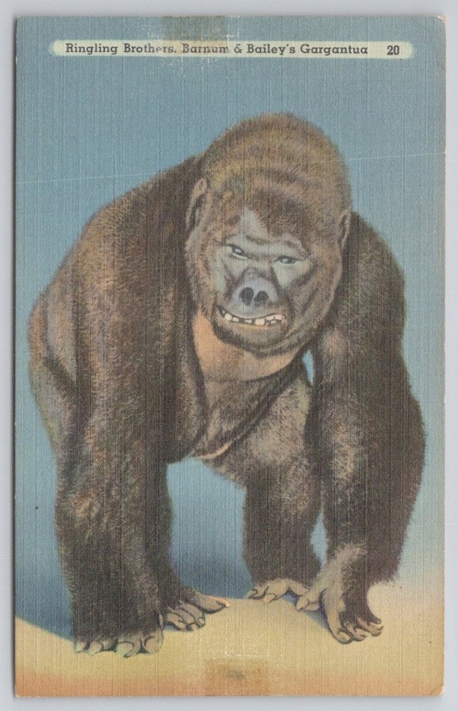 Ringling Bros Barnum & Bailey Circus Gargantua Gorilla Linen Postcard Sarasota