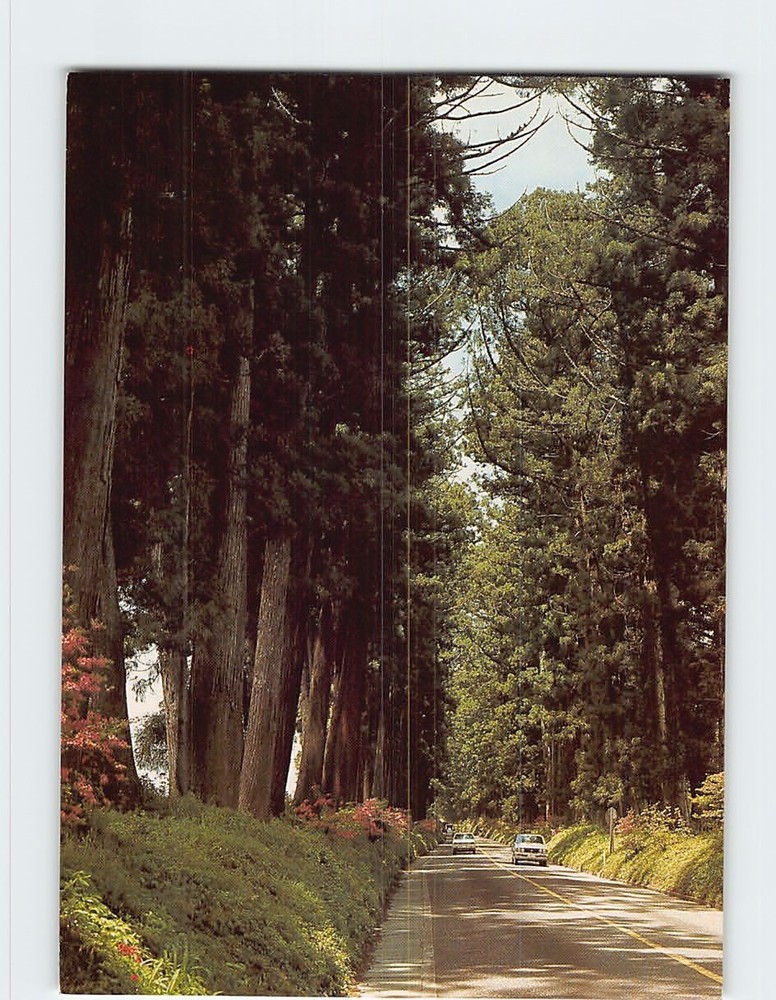 Postcard Cryptomeria Avenue Japan