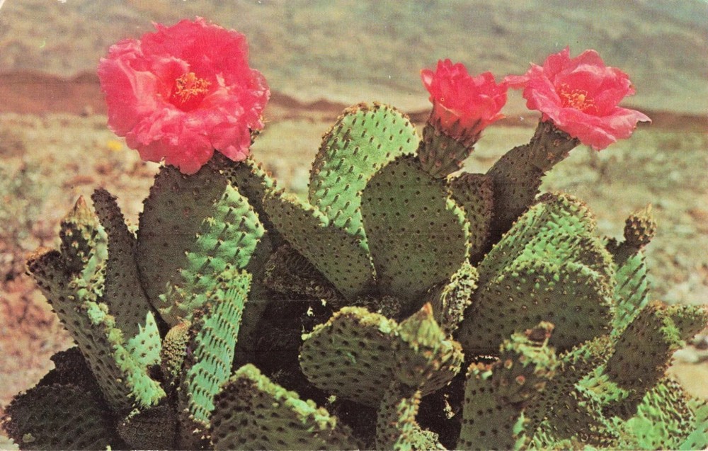 Magenta Beaver Tail Cactus - Postcard