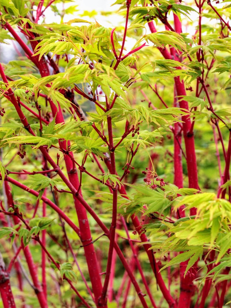 Acer palmatum 'Sango kaku' - Coral Bark Japanese Maple *Live Plant-image